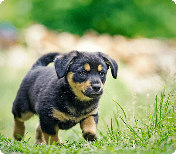 Cute puppy walking on grass